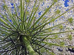 UMBELLIFERA