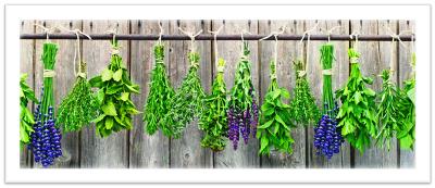 le piante aromatiche