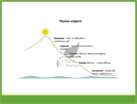 thimus vulgaris